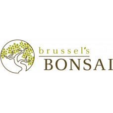Brussel's Jade Bonsai - Large - (Indoor)   552967787